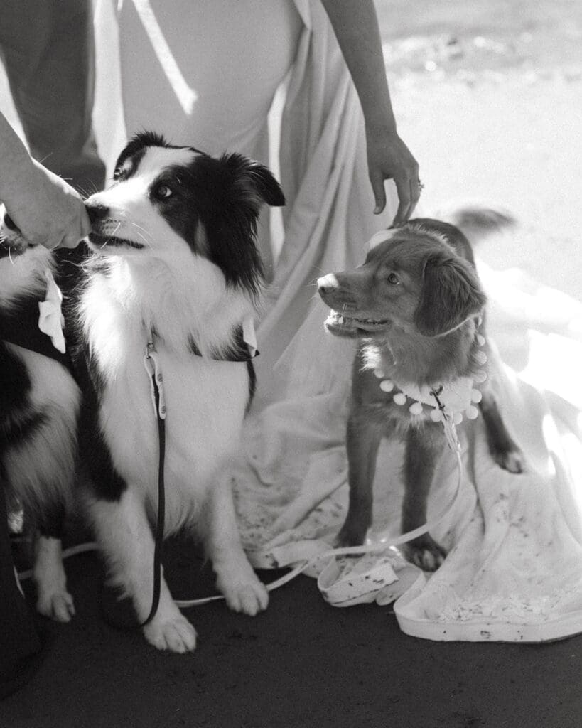 A black and white image shows two dogs sitting at the feet of newlyweds following their  elopement at pacific sands beach resort tofino bc