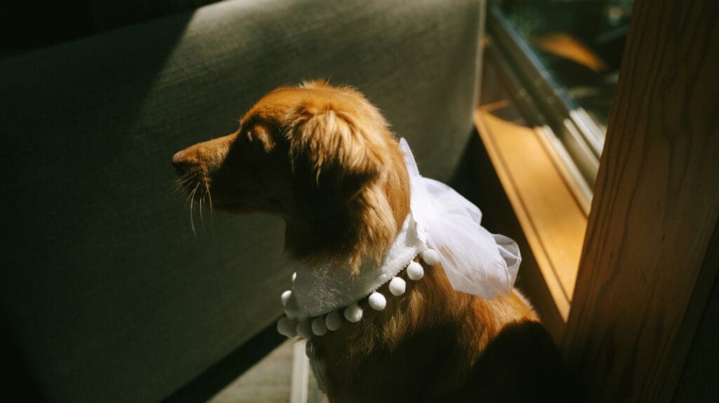 A Golden Retriever sits patiently in its wedding bandana before its owner's Tofino Elopement 